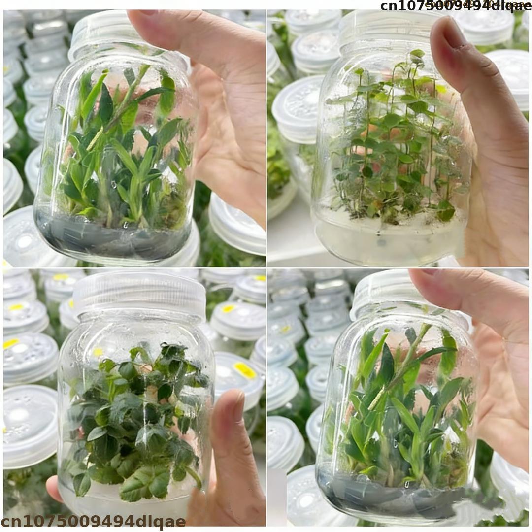 Proszek agarowy do hodowli tka – Agar Tissue Culture recenzja i cena