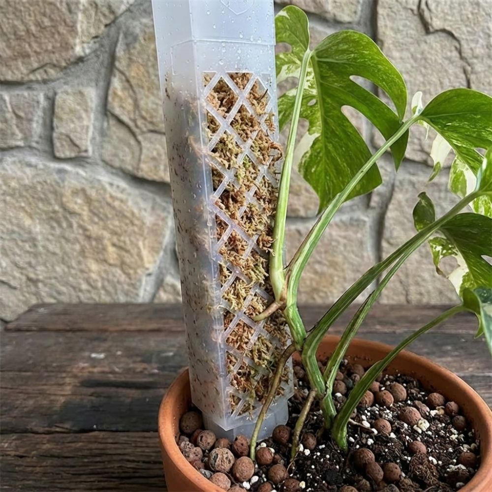 Samonawadniająca się podstawka – Sphagnum Moss Dry recenzja i cena