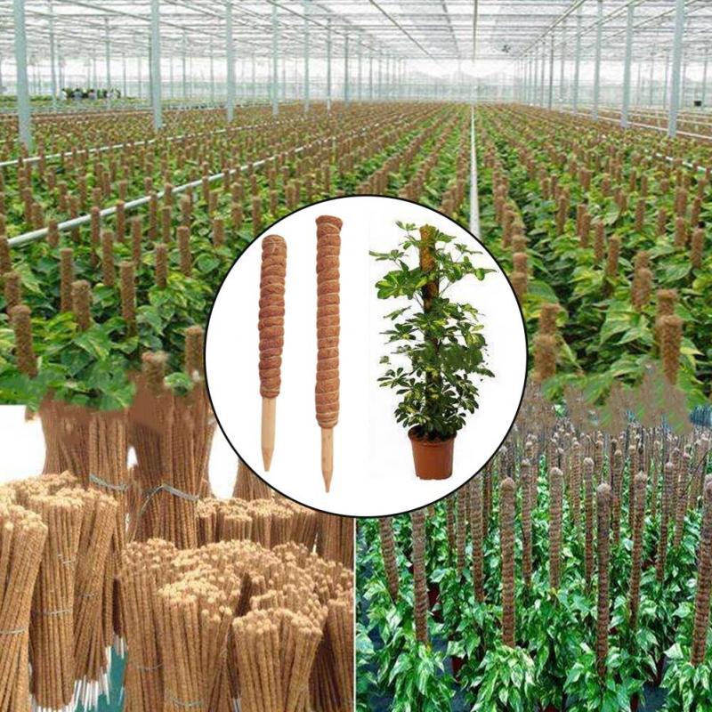 Totem z włókna kokosowego do r – Sphagnum Moss Dry recenzja i cena